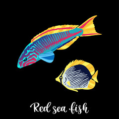 Obraz premium Colorful tropical fish of the Red Sea, Pacific and Indian Oceans, lives near corals.