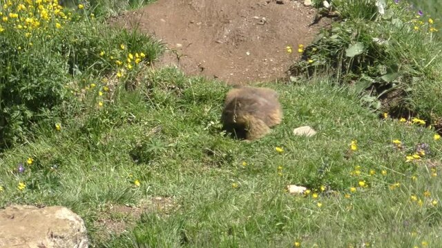 Lone Yellow-Bellied Marmot Feeding Grass At Summer. - Closeup