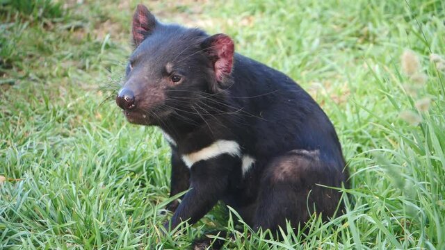 Tasmanian Devil filmed in slow motion around Tasmania