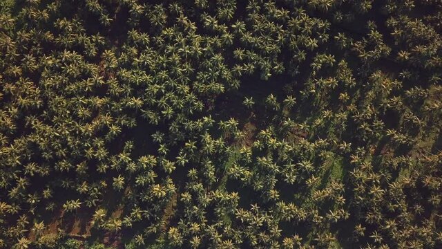 Drone Cenital Shoot Of Palmstree In The Caribbean