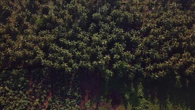 Drone Cenital Shoot Of Palmstree In The Caribbean