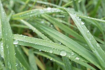 Fresh green grass with dew drops close up