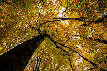 Obraz premium Autumn in Ordesa and Monte Perdido National Park, Spain