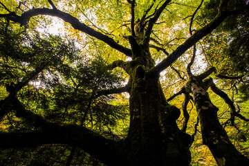 Fototapeta premium Autumn in Ordesa and Monte Perdido National Park, Spain