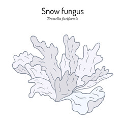 Snow fungus Tremella fuciformis , edible and medicinal mushroom