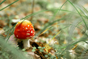 bright fly agaric in the grass in autumn