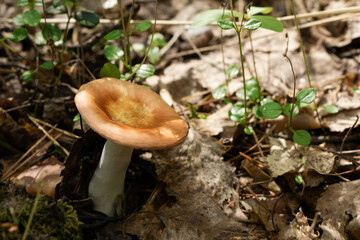 russula with brown hat in the forest - obrazy, fototapety, plakaty