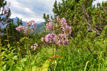Obraz premium Syrische Seidenpflanze (Asclepias syriaca) in Tirol 