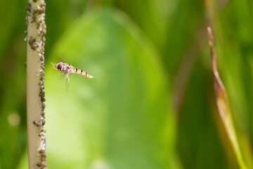 Schwebfliege
