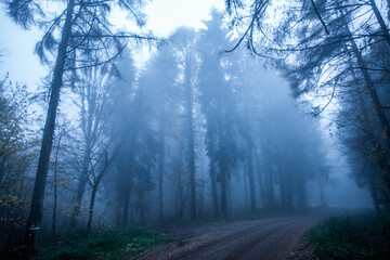 Fototapeta na wymiar Foggy forest 