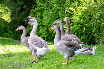 Goose flock on the bank of the pond
