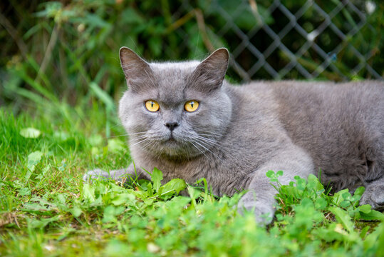 British blue cat with big eyes