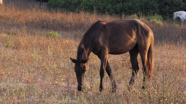 Pure Spanish breeds horses feeding on dry pasture at sunset golden hour.