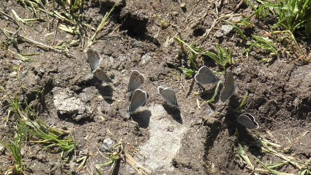 Green-Veined White Butterflies (Pieris napi) Perching On The Ground During Summer. - High Angle Shot
