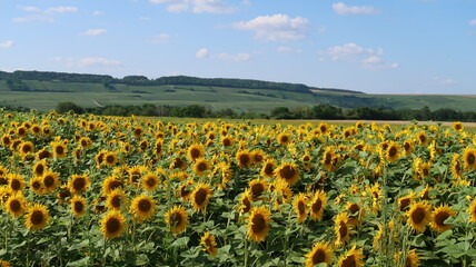 Champ de fleurs de tournesols &agrave; Mareuil-le-Port dans la Marne, en Champagne Ardenne, en &eacute;t&eacute;, avec des vignes au loin (France)