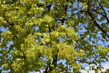 Norway maple