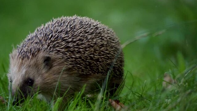 Brave hedgehog moving straight towards the camera in 4k