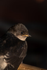 Little swallow sitting on balkony, keeping birds in captivity