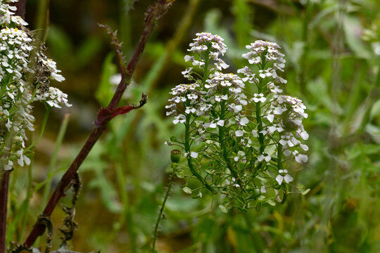 Meerrettich // Horseradish (Armoracia rusticana)