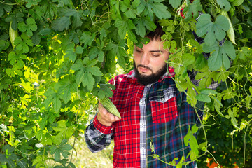 Farmer harvesting bitter melon (Momordica charantia) on plantation