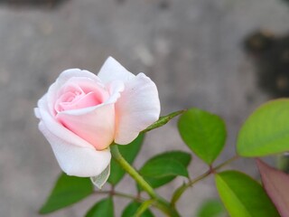 pink rose