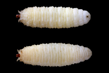 Larvae (both sides) of Eumerus strigatus or lesser bulb fly is a species of Hoverfly from the family Syrphidae. Dangerous pest of onions, garlic and other bulbous plants.