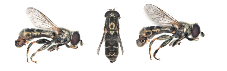 Adult fly of Eumerus strigatus or lesser bulb fly is a species of Hoverfly, from the family Syrphidae. Dangerous pest of onions, garlic and other bulbous plants 