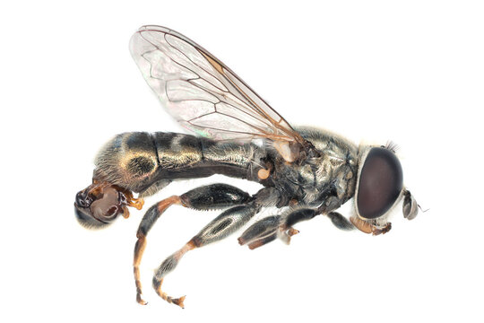 Adult fly of Eumerus strigatus or lesser bulb fly is a species of Hoverfly, from the family Syrphidae. Dangerous pest of onions, garlic and other bulbous plants 