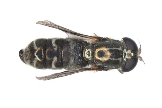 Adult fly of Eumerus strigatus or lesser bulb fly is a species of Hoverfly, from the family Syrphidae. Dangerous pest of onions, garlic and other bulbous plants 