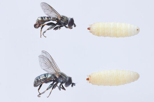 Adult fly and larvae on both sides of Eumerus strigatus or lesser bulb fly is a species of Hoverfly, from the family Syrphidae. Dangerous pest of onions, garlic and other bulbous plants 