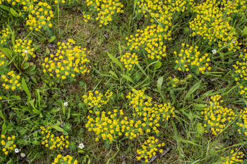 a meadow in dry grassland with cypress spurges