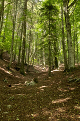 Obraz premium Mediterranean forest in summer. Luxuriant beech wood of the Italian Apennines. Monte Taburno, Benevento, Italy.