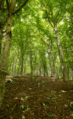 Mediterranean forest in summer. Luxuriant beech wood of the Italian Apennines. Monte Taburno, Benevento, Italy.