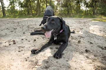 Fototapeten Labrador pup ligt hijgend in het zand © photoPepp