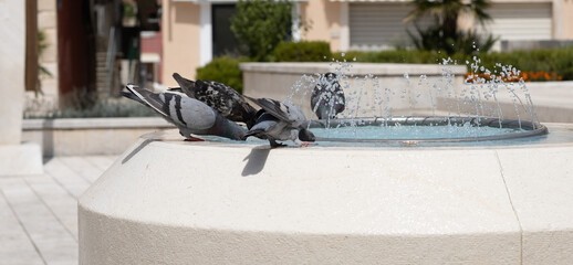 Makarska, Chorwacja. Gołębie w upalny dzień piją wodę z fontanny - obrazy, fototapety, plakaty