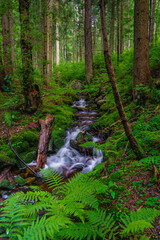 autumn in the forest