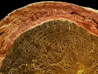 Woody stem section, SEM