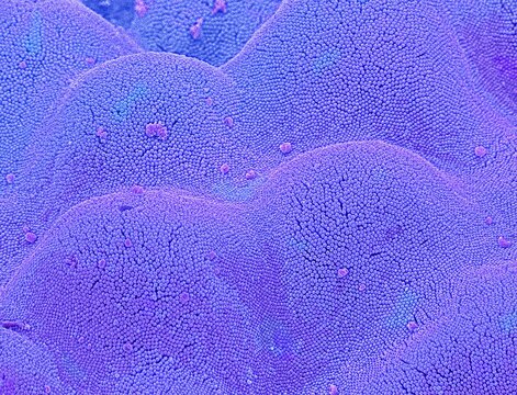 Intestinal microvilli, SEM