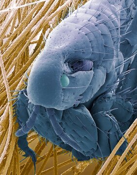 Cat flea, SEM