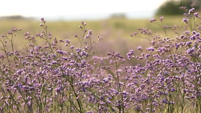 Siberian Statice - Limonium Gmelinii purple wildflower 