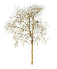 Branch of old tree with clipping path isolated on white background.