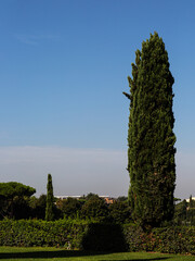 Tree and blue sky in via Appia Antica