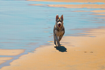 Husky dog on the beach