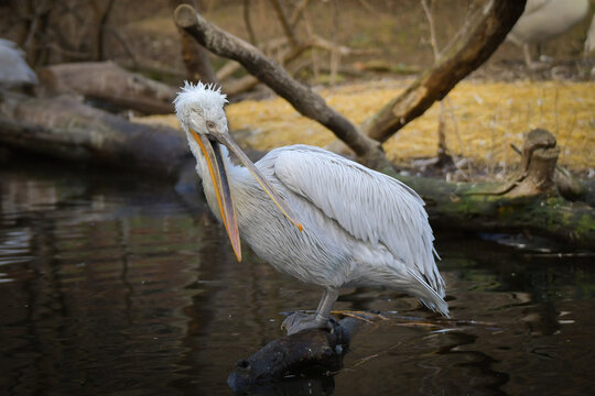 Zoos portrait of pelican who is sittig on stick. They are amazing animal. And they are looking so good.