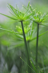 cyperus