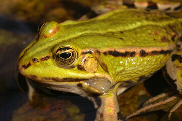grenouille