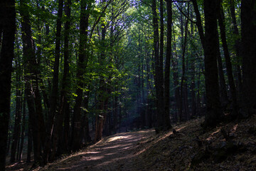 Fototapeta premium Sunlight entering through the canopy of a chestnut forest in autumn. Selective focus.