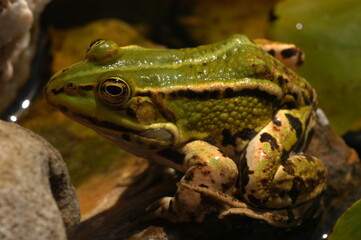 grenouille