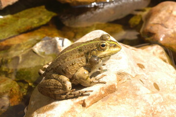 grenouille