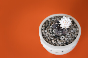 cactus with flower in pot on orange color background